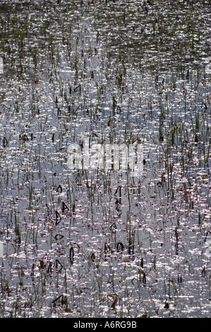 Muster von Schilf und Wasserpflanzen in Teichen bei Rauchverbot Hirschfarm Besucherattraktion mit Wildtieren Spaziergänge im schottischen Grenzen UK Stockfoto