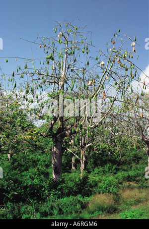 Kapok-Baum mit Samenkapseln Kenia Küste Ostafrikas Stockfoto