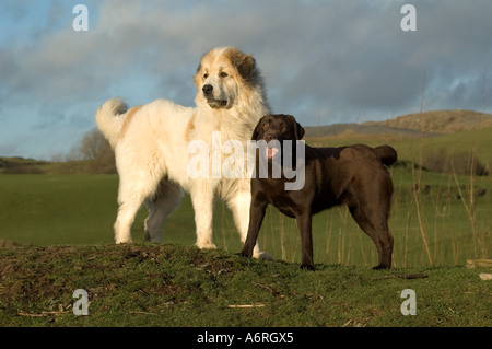 Pyrenäen-Berghund und Chocolate Labrador stehend auf Hügel Stockfoto