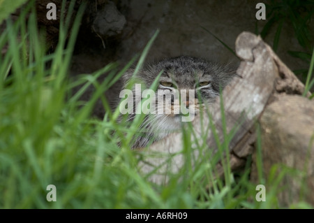Pallas Katze Edinburgh Zoo seltene Tageslicht Sichtung einer schwer fassbaren eingesperrte Wildcat Stockfoto