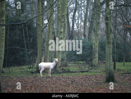 Wilde Damhirsch (Dama Dama) im Vereinigten Königreich Stockfoto