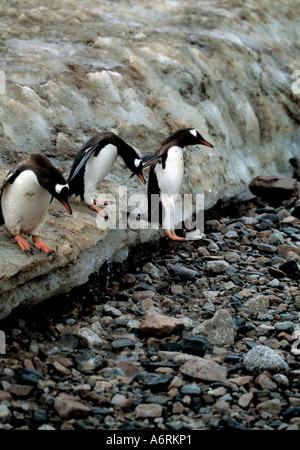 drei Erwachsene Pinguine Beschleunigung nach unten das Eis auf den felsigen Vorland der Eis-Kontinent, Antarktis, Antarctica, Antarktis, Stockfoto