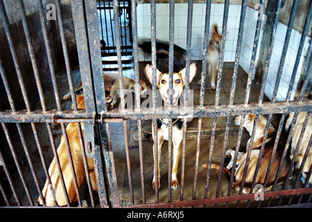 Streunende Straßenhunde hinter Gittern betreut in Bombay, Indien Stockfoto