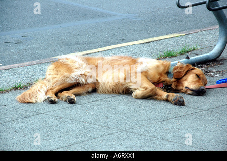 Hund schläft auf einem Bürgersteig Stockfoto