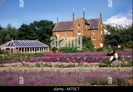 Felder bei Norfolk Lavender West Norfolk England UK Stockfoto