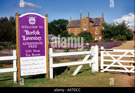 Norfolk Lavender West Norfolk England UK Stockfoto