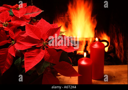 Weihnachtsstern Christmas Stillleben Stockfoto