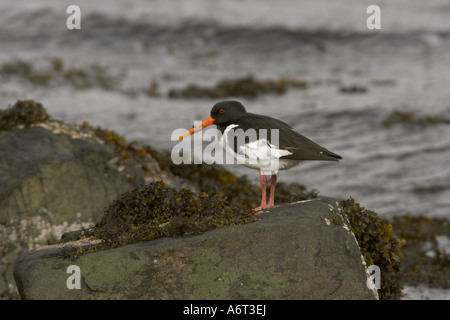 Eurasischen Austernfischer Haemantopus Ostralegus Erwachsene thront auf einem Felsen, Loch Spelve, Isle of Mull, Argyll & Bute, Scotland Stockfoto