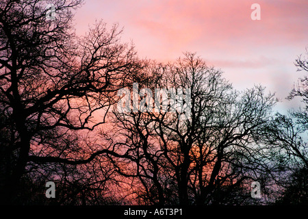 Baum Sonnenuntergang Silhouette Stockfoto