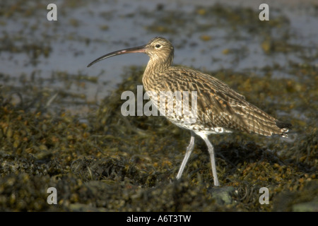 Eurasische Brachvogel Numenius Arquata Erwachsenen Fütterung am Ufer, Loch Spelve, Isle of Mull, Argyll & Bute, Scotland Stockfoto