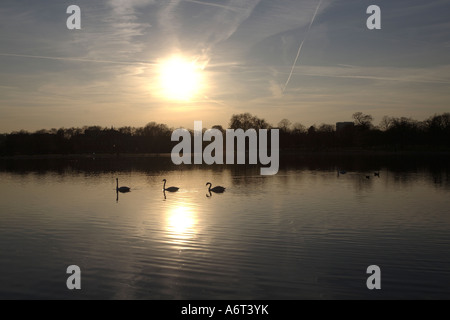 Schwäne am Teich bei Sonnenuntergang. Die runden Teich, Kensington Gardens, Kensington und Chelsea, London, England, Vereinigtes Königreich Stockfoto