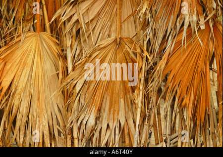Natürliche Wand oder aus strohgedeckten, getrockneten Palmblättern und Bambus-Stiele. Stockfoto