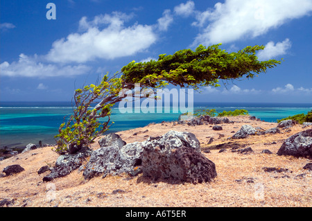 Einsamer Baum an der Küste. Der Wind kam von links? -"Rodrigues'"Mauritius Regionalversammlung"(kleine Insel Mauritius) Stockfoto