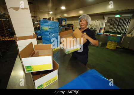 Asiatische Arbeiter bereitet Kartons für Ginger Produkte Buderim Yandina QUeensland Australien Stockfoto