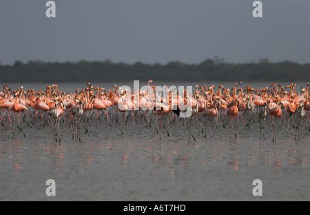 Karibik oder American Flamingo strömen (Phoenicopterus Ruber) nehmen ab.  Morrocoy NP, Venezuela. Stockfoto