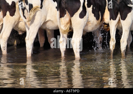 Young-friesische Färsen im Sommer kühl zu halten Stockfoto