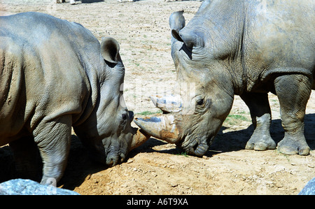 Ein paar männliche weiße Rhinos testen ihre Stärke Rhinoceros Unpaarhufer Stockfoto