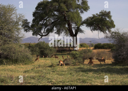 Impala (Aepyceros melampus) Kenia Stockfoto