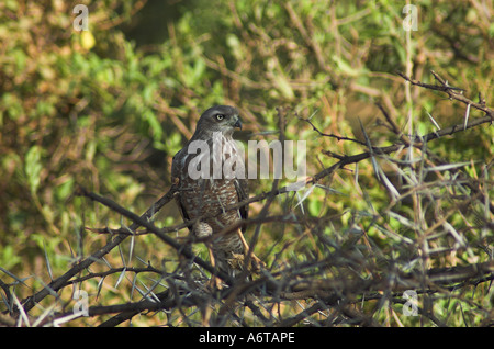 Dunkle Chanting Goshawk (Melierax metabates) Jugendkriminalität, Kenia Stockfoto