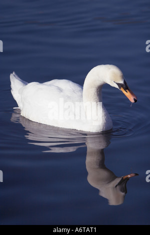 Ein Höckerschwan auf einem ruhigen Teich zeigt ein gutes Spiegelbild im Wasser Stockfoto