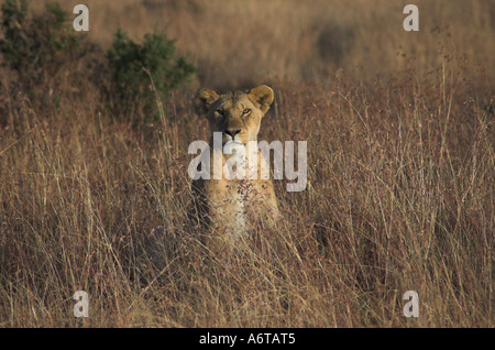 Afrikanische Löwin in der Massai Mara, Ostafrika Stockfoto