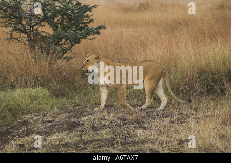 Afrikanische Löwin in der Massai Mara, Ostafrika Stockfoto