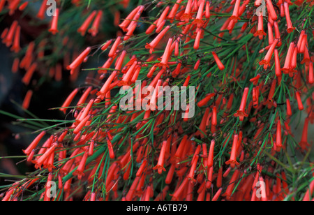 Trumpet Vine rote Blumen Campsis Radicans wächst in Kenia Afrika Stockfoto