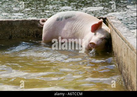 Ein Schwein ist bei Flut auf Funafuti, Tuvalu von globalen Meeresspiegels überflutet Stockfoto