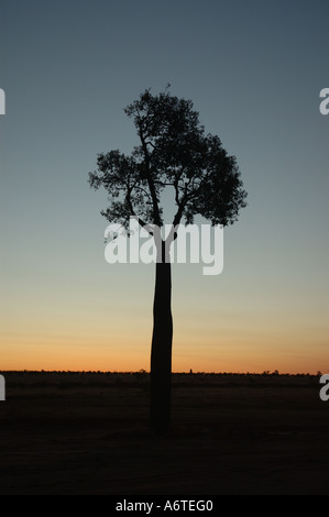 Boab Boabab oder australischen Flaschenbaum Brachychiton Rupestre Central Western-Queensland-Australien Stockfoto