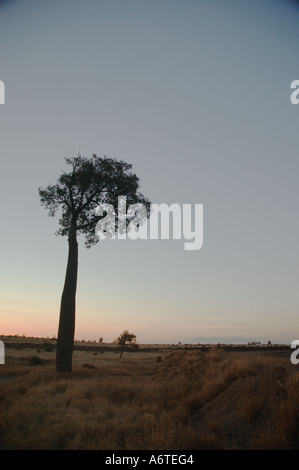 Boab Boabab oder australischen Flaschenbaum Brachychiton Rupestre Central Western-Queensland-Australien Stockfoto