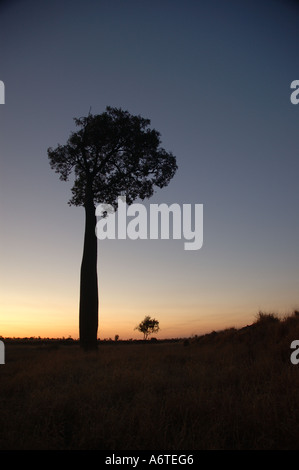 Boab Boabab oder australischen Flaschenbaum Brachychiton Rupestre Central Western-Queensland-Australien Stockfoto