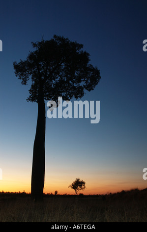 Boab Boabab oder australischen Flaschenbaum Brachychiton Rupestre Central Western-Queensland-Australien Stockfoto