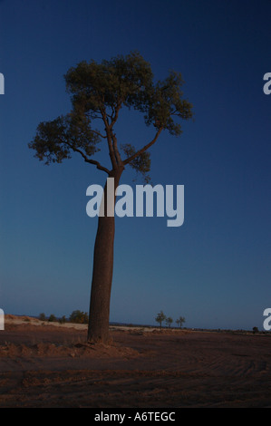 Boab Boabab oder australischen Flaschenbaum Brachychiton Rupestre Central Western-Queensland-Australien Stockfoto