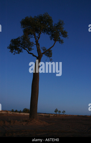 Boab Boabab oder australischen Flaschenbaum Brachychiton Rupestre Central Western-Queensland-Australien Stockfoto