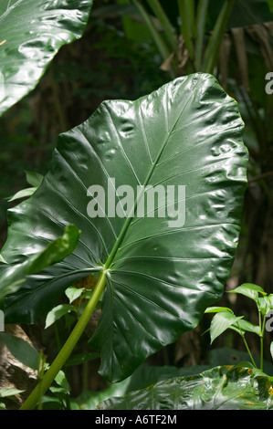 Wachsartige Blätter der tropischer Vegetation im Regenwald auf Fidschi Stockfoto