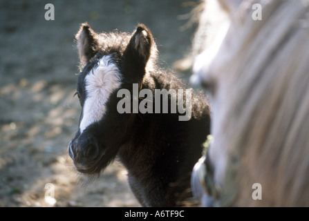 Stute und Fohlen Shetlandponys Stockfoto