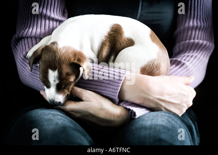 Jack Russell Welpen festgehalten Stockfoto