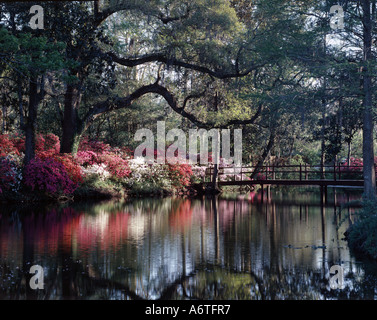 Magnolia Gardens in der Nähe von Charleston in South Carolina drehen einen Aufstand der Farben im April jedes Jahr als das Wetter wärmer Stockfoto