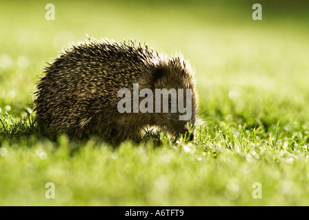 Ein Igel auf dem Rasen Stockfoto