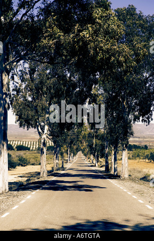 Eine kontinentale Allee aus Eukalyptus-Bäume Stockfoto