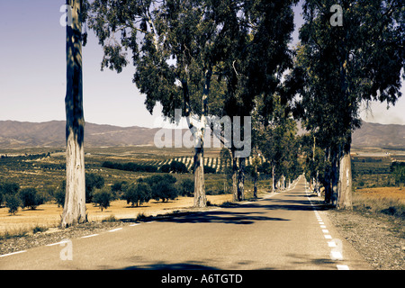 Eine kontinentale Allee aus Eukalyptus-Bäume Stockfoto