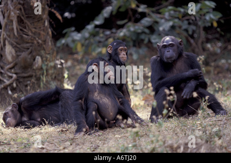 Afrika, Tansania, Gombe NP, Schimpansen, Kleinkind Männchen reagieren auf Geräusche im Vegegation, weibliche ruht auf Boden Stockfoto