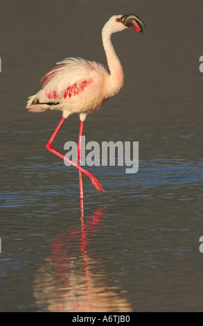 Flamingo weniger Schnabel., Ost-Afrika, Tansania, Ngorongoro-Krater Stockfoto