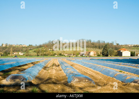 Spargel wächst unter Kunststoff Blatt Dropt Tal Duras Lot et Garonne Frankreich Stockfoto