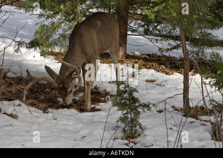 Maultier-Rotwild, die Weiden im Winterschnee im Yosemite Stockfoto