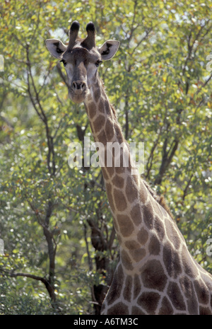 Afrika, Zimbabwe, Hwange NP. Giraffe, Rennen Masai (Giraffa Giraffe) Stockfoto
