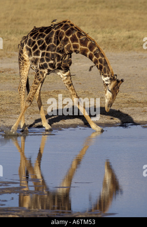 Afrika, Zimbabwe, Hwange NP. Giraffe Massai Rennen (Giraffa Giraffe) Stockfoto