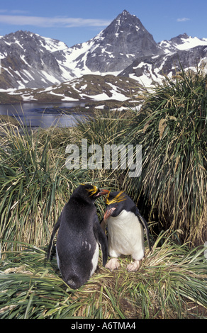 Antactic, South Georgia Island, Cooper Bay, Makkaroni Penguin paar Tussock-Gras Stockfoto