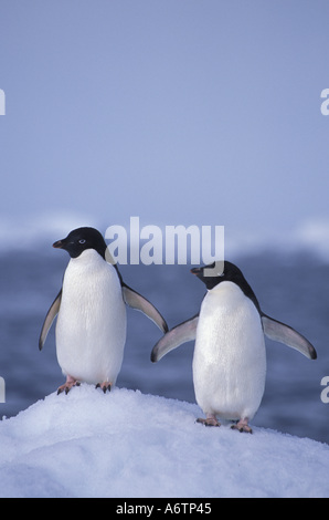 Antarktis, Paulet Insel. Adelie-Pinguine stehen gemeinsam auf einem Eisberg. Die größten Adelie Pinguin-Kolonie in der Welt.