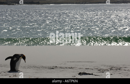 Eine isolierte Königspinguin am Surf Bay, Falkland-Inseln, Süd-Atlantik Stockfoto